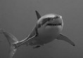 /album/galeria-de-fotos/a250px-whiteshark-tgoss1-jpg/